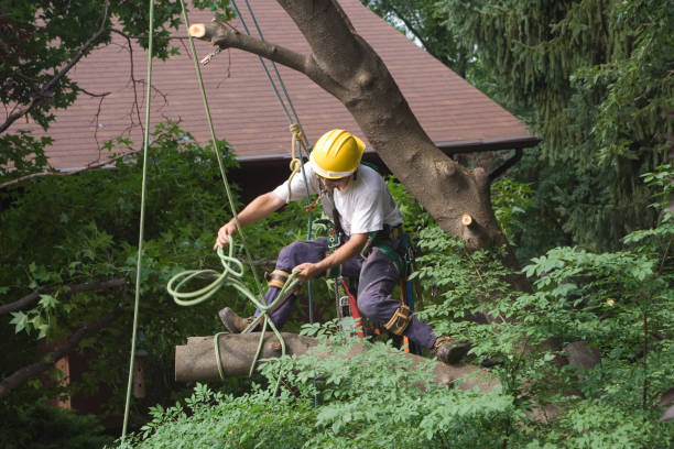 Best Root Management and Removal  in Northumberland, PA